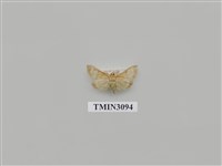 藏品(螟蛾129)的圖片